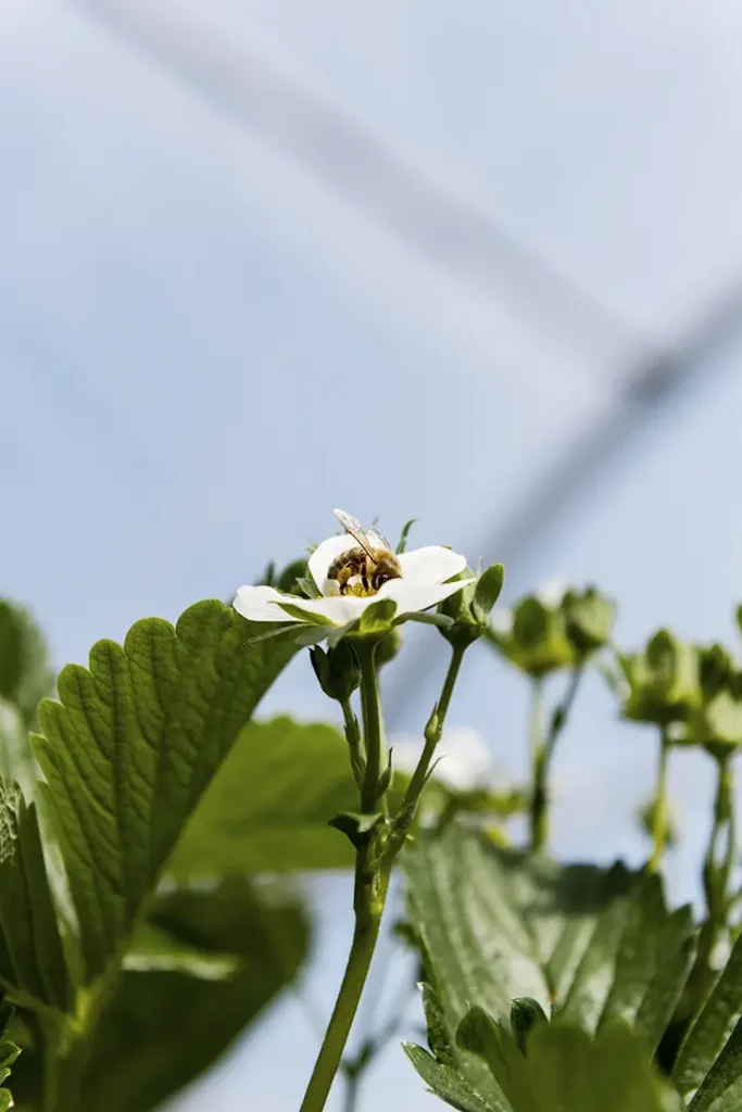 savoir faire artisanal bourdon sur une fleur