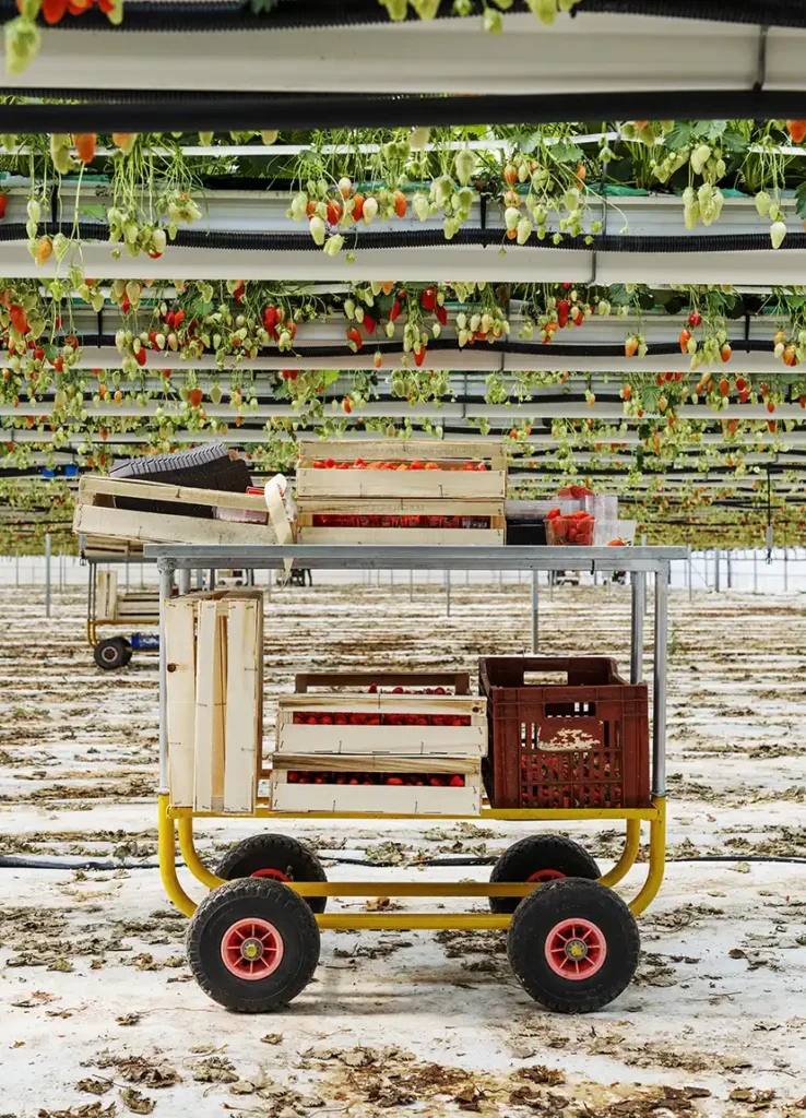 artisan de france chariot fraises et framboises