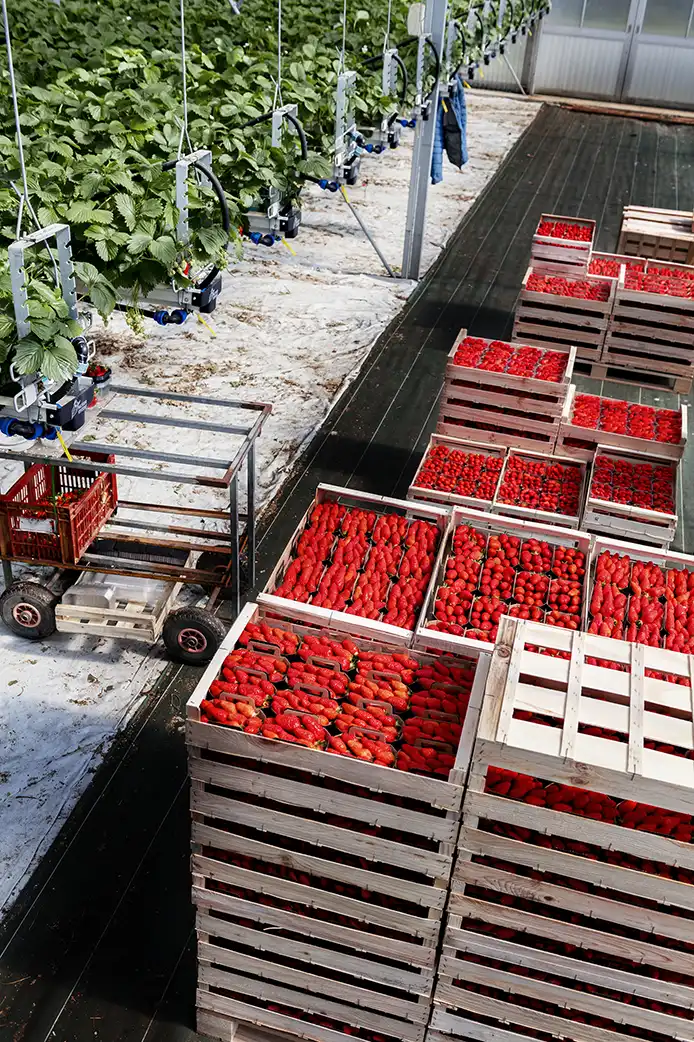 artisan de france serres fraises