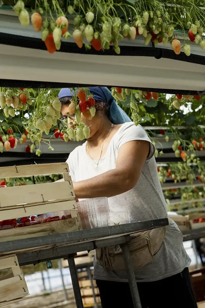 artisan de france cueillette des fraises